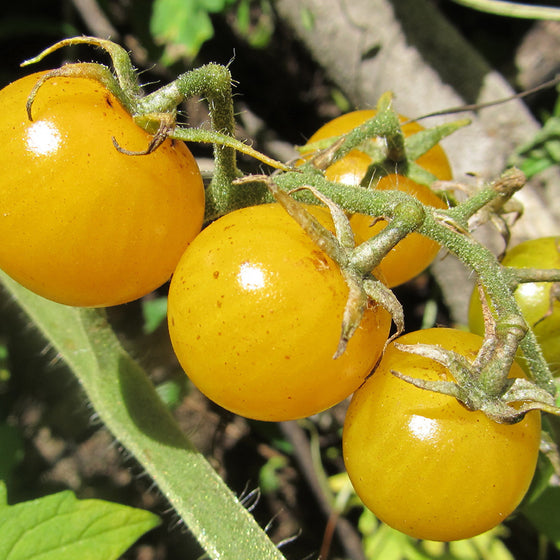Gold Nugget Cherry Tomato (Organic)