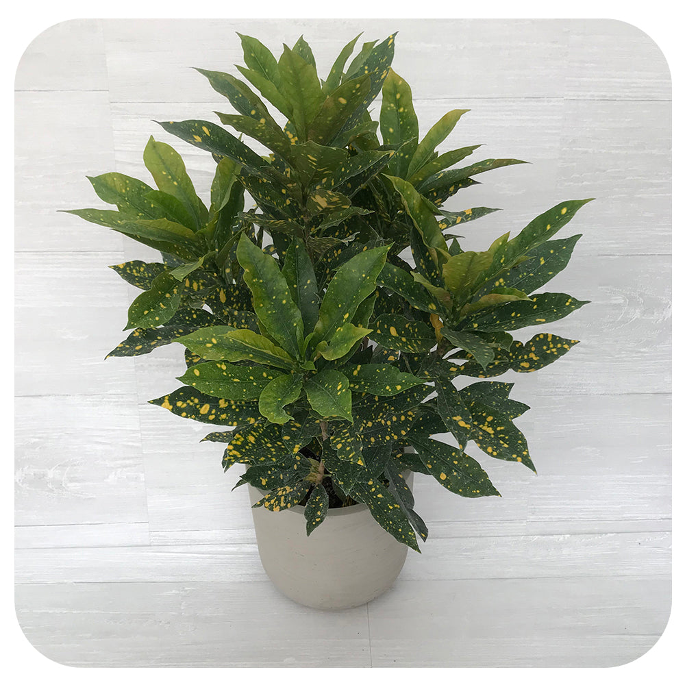 Croton 'Gold Dust'