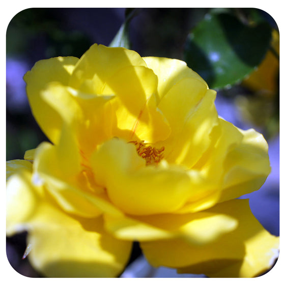 Golden Showers Climbing Rose by Weeks Roses