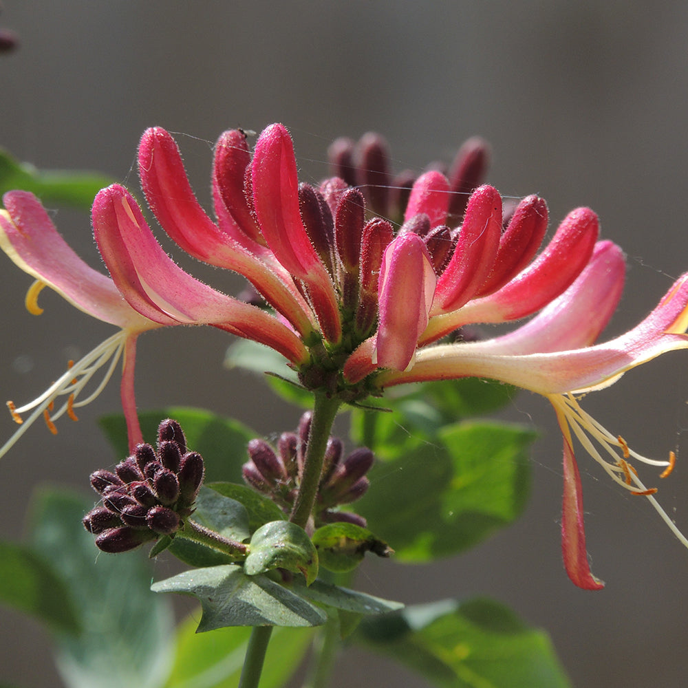 Goldflame Honeysuckle (lonicera x heckrottii 'goldflame')