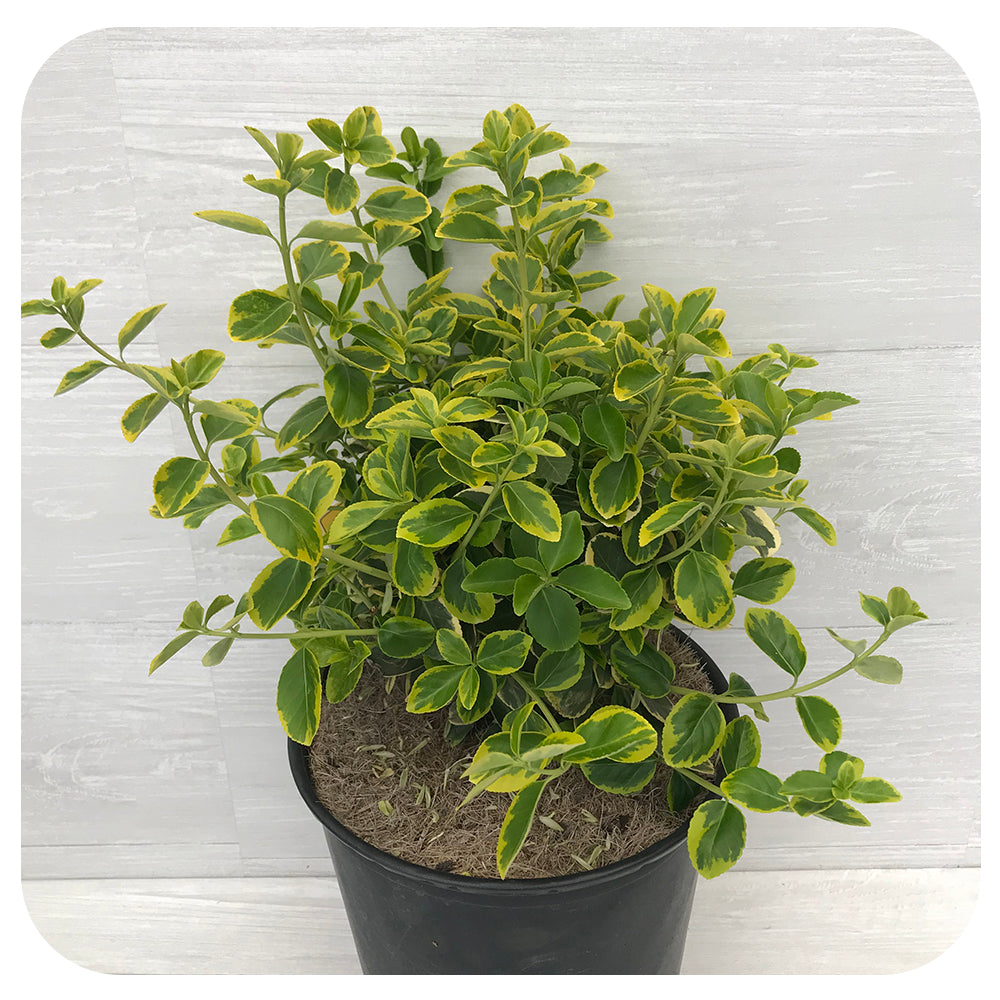 Euonymus ‘Canadale Gold’