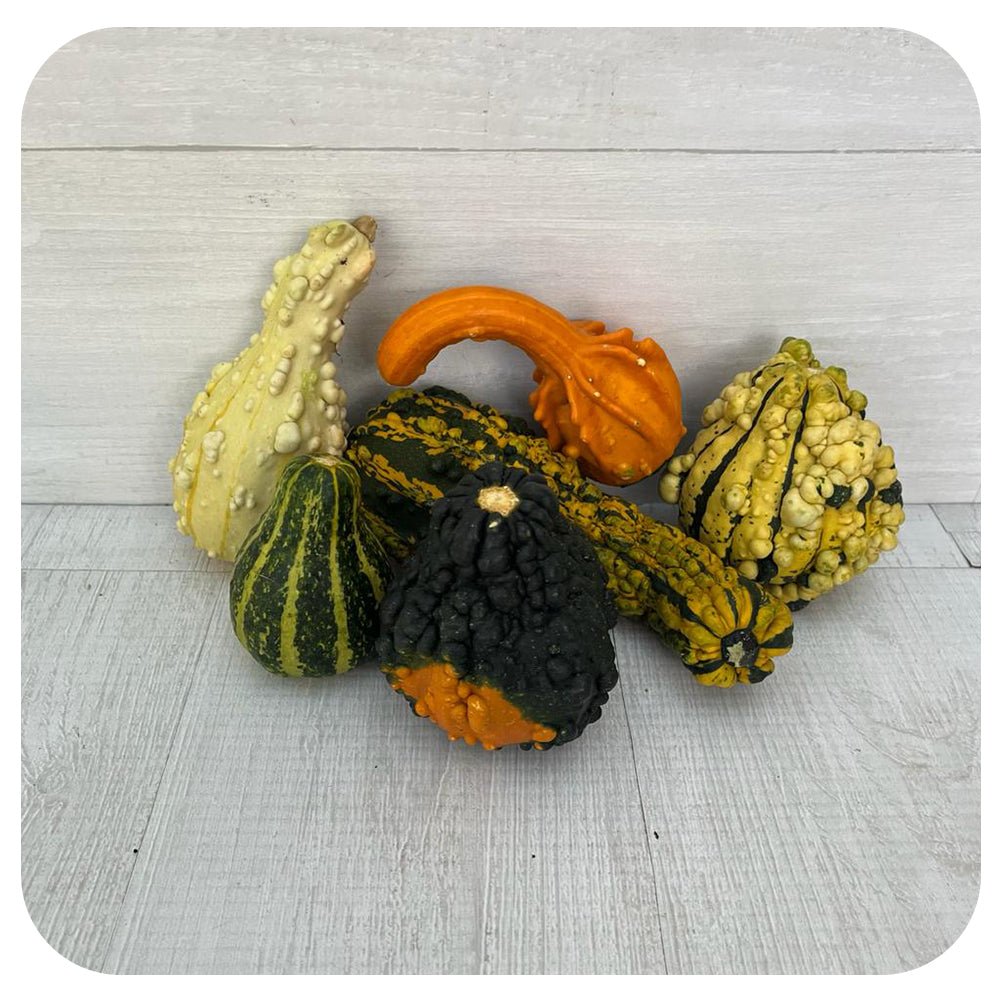 Gourds