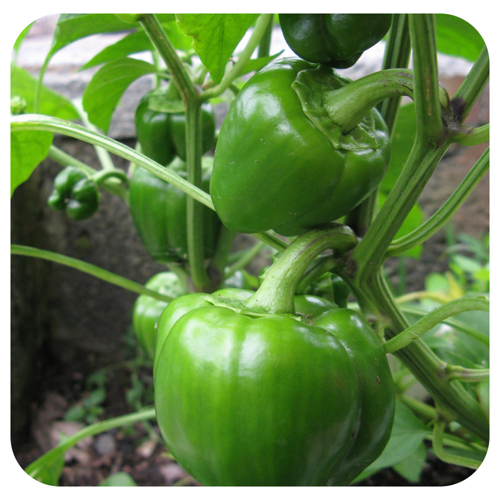 Green Pepper (Sweet)