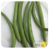 Green Bush Bean 'Provider' Seeds