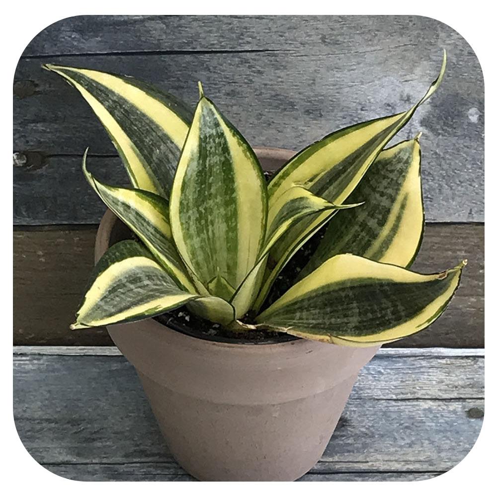 yellow and green snake plant Mini Snake Plant Hahnii Light Green with Yellow Edge (Sansevieria)