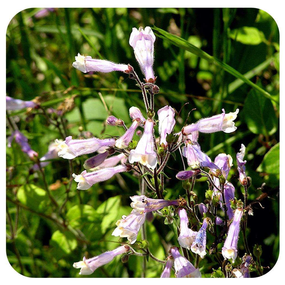 Hairy Beardtongue (Penstemon hirsutus) NATIVE PERENNIAL