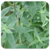 Hairy Mountain Mint (pycnanthemum pilosum) NATIVE PERENNIAL