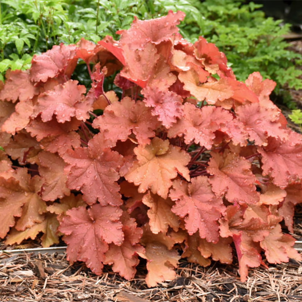 Heuchera Primo 'Peachberry Ice' by Proven Winners