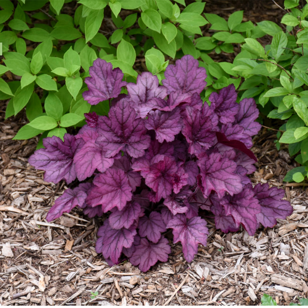 Heuchera Primo 'Wild Rose' by Proven Winners