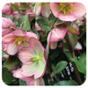 Helleborus × hybridus ‘Glenda’s Gloss’ (Lenten Rose)