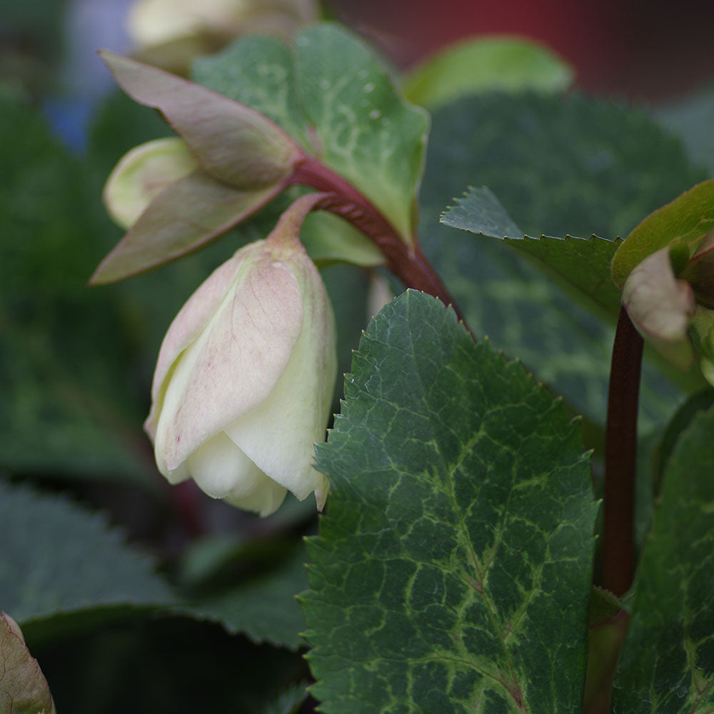 Helleborus (Molly's white)