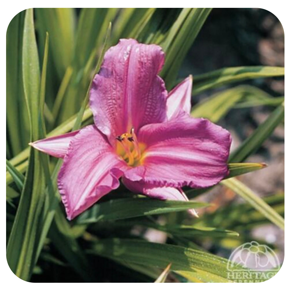 Daylily 'Pink Damask' (Hemerocallis)
