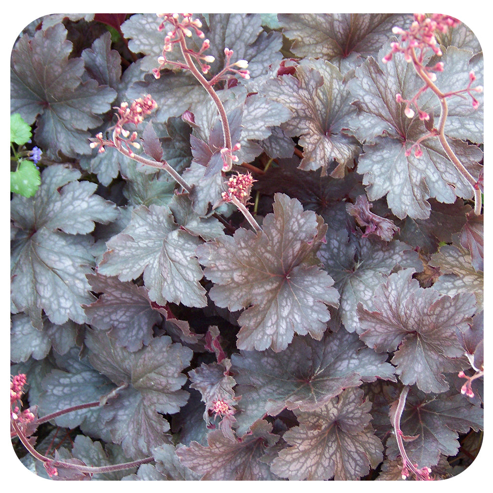 "Palace Purple" Coral Bells Heuchera Micrantha