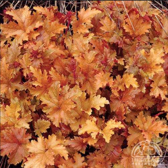 Heuchera 'Amberous'