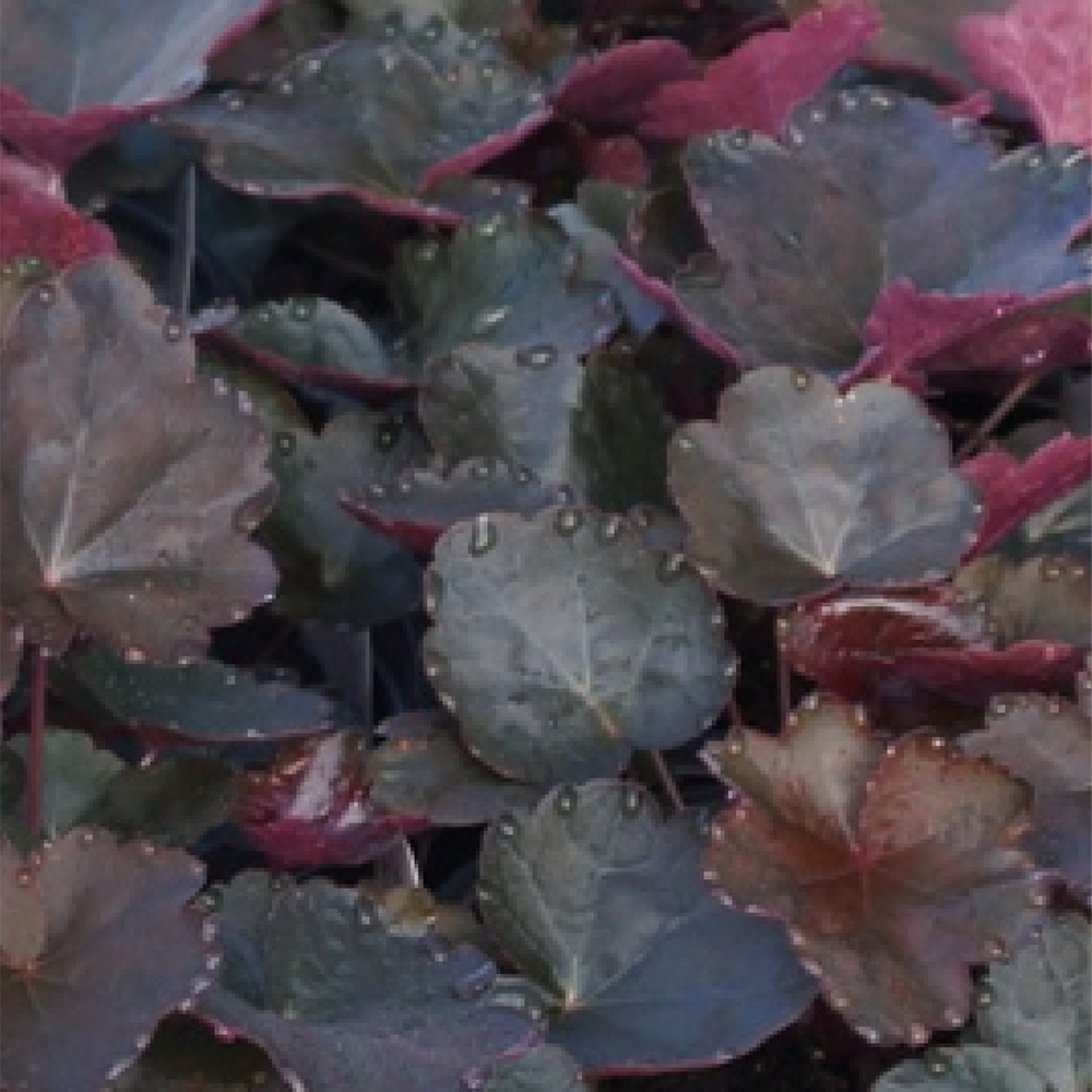 Heuchera ‘Carnival Black Olive’