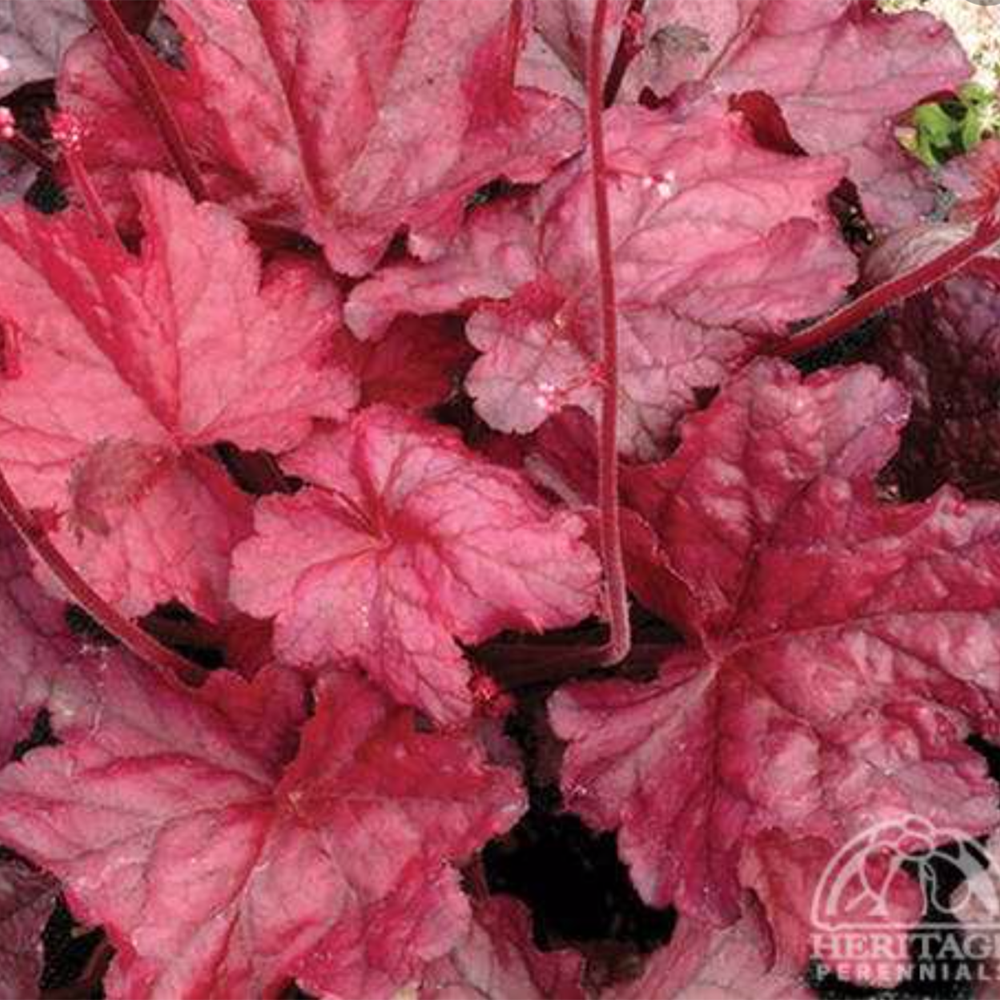 Heuchera ‘Fire Chief’ (Fancy-leaf Coral Bells)