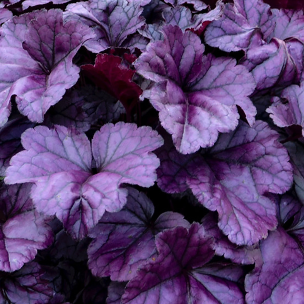 Heuchera Dolce 'Wildberry' by Proven Winners