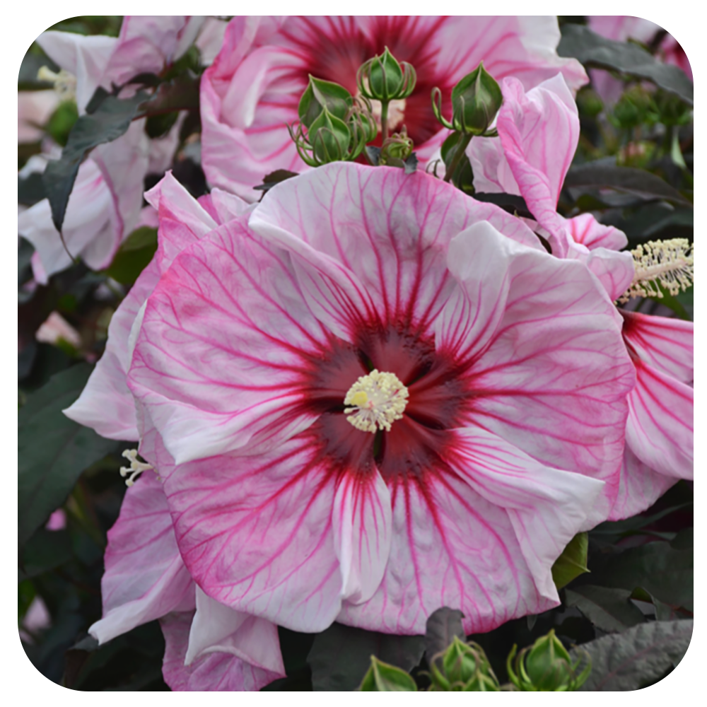Hibiscus 'Summerific 'Cherry Choco Latte' by Proven Winners (Rose Mallow)