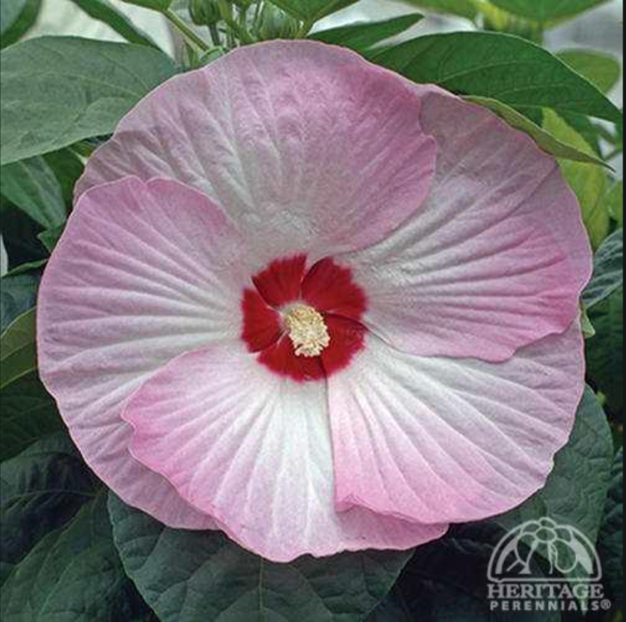 Hibiscus Luna 'Pink Swirl' (Dwarf Hardy Hibiscus)