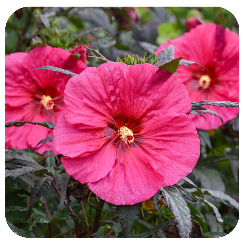 Hibiscus 'Summerific' 'Evening Rose' - Davenport Garden Centre