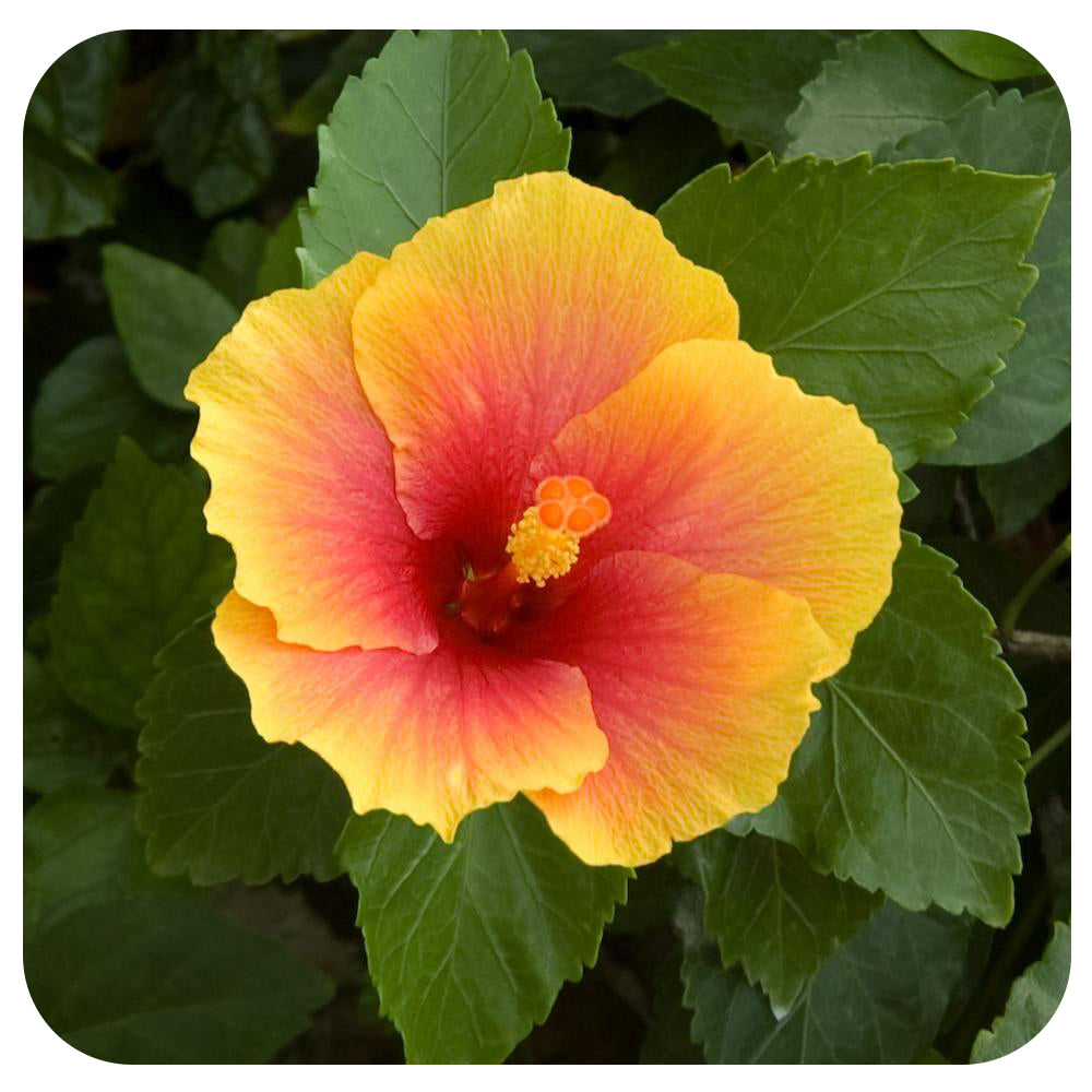 Hibiscus