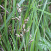 Sweetgrass (Hierochloa odorata) NATIVE PERENNIAL