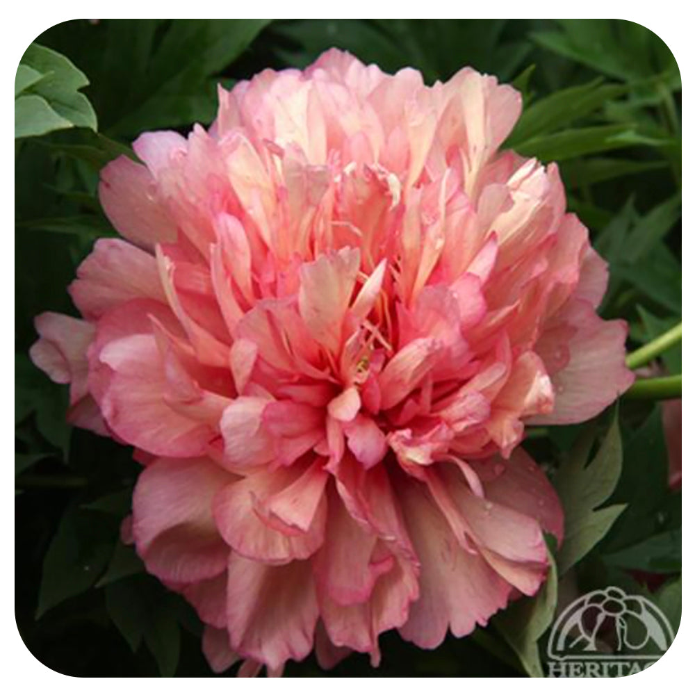 Itoh Peony ‘Hillary’