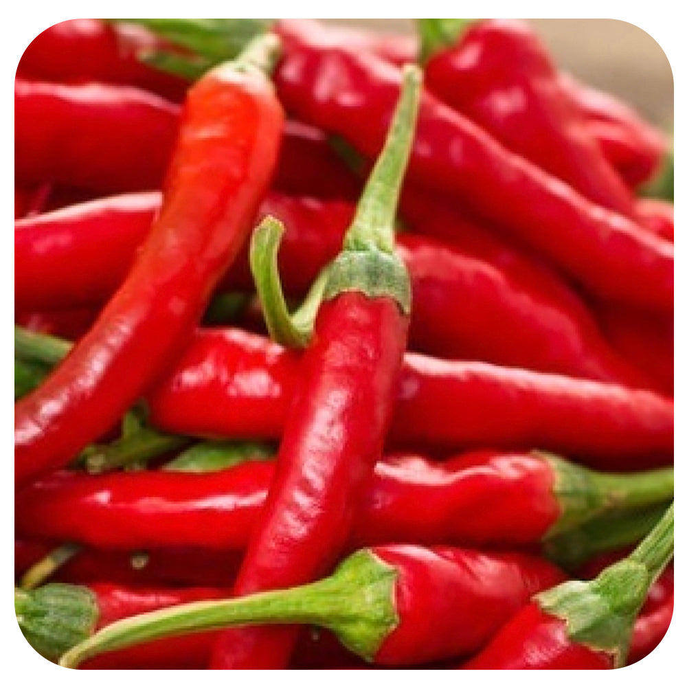 Ho Chi Minh Hot Pepper (Organic)