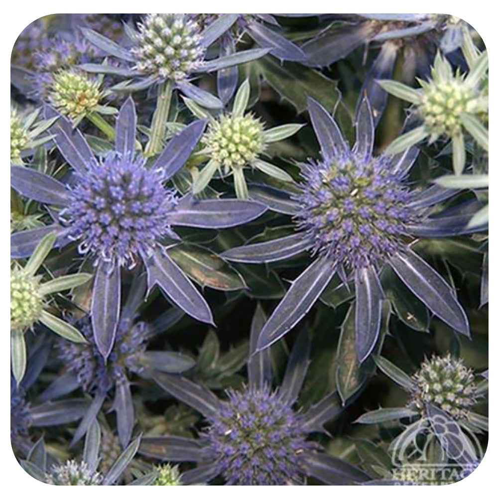 Sea Holly Eryngium Planum "Blue Hobbit"