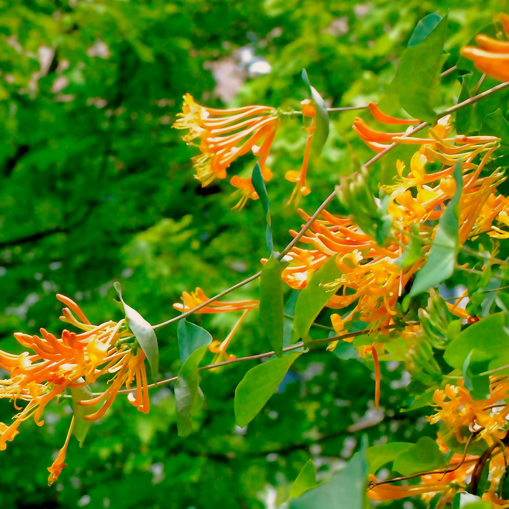 Mandarin Honeysuckle (Lonicera x 'mandarin')