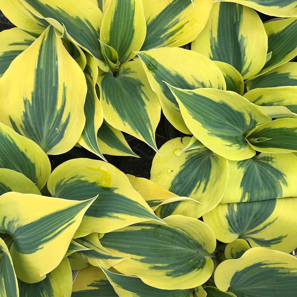 Hosta ‘Autumn Frost’