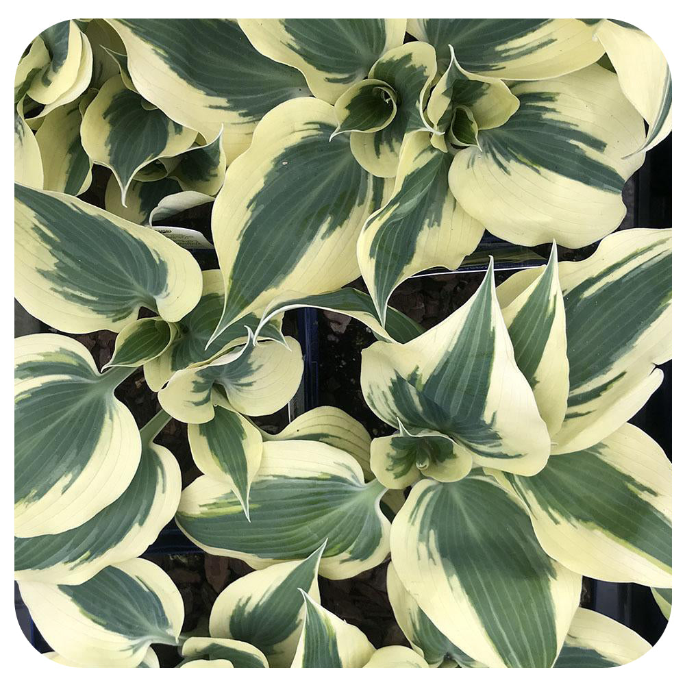 Hosta Firn Line
