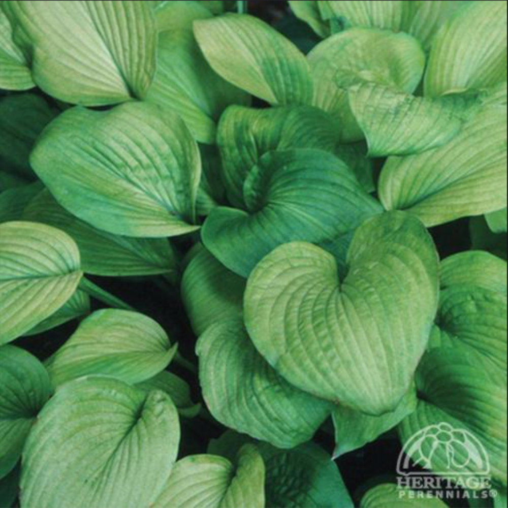 Hosta ‘August Moon’