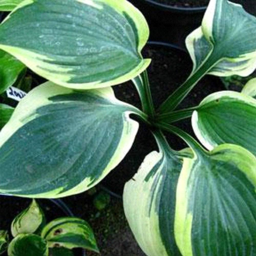 Hosta Orion’s Belt