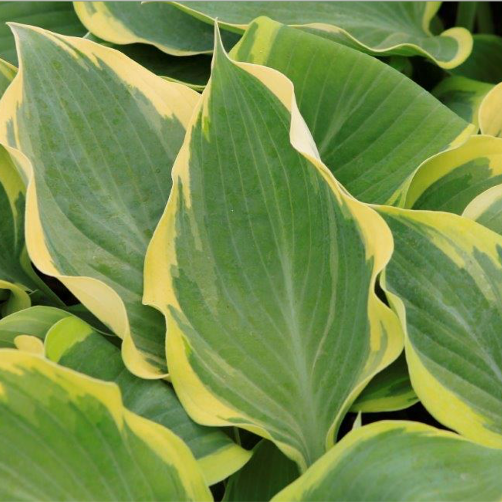 Hosta Robert Frost