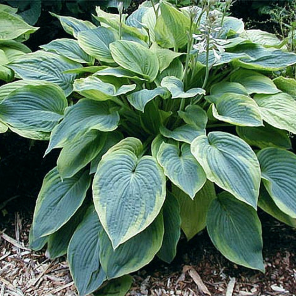 Hosta ‘Alvatine Taylor’