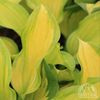 Hosta 'Lakeside Banana Bay'