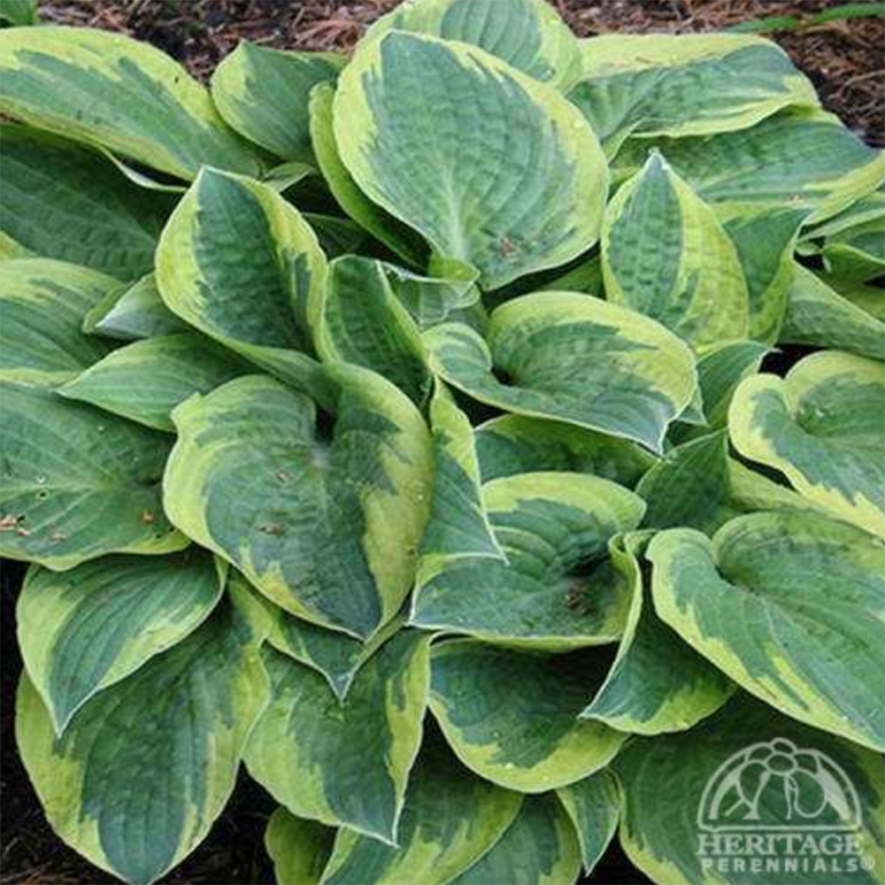 Hosta ‘Bedazzled’