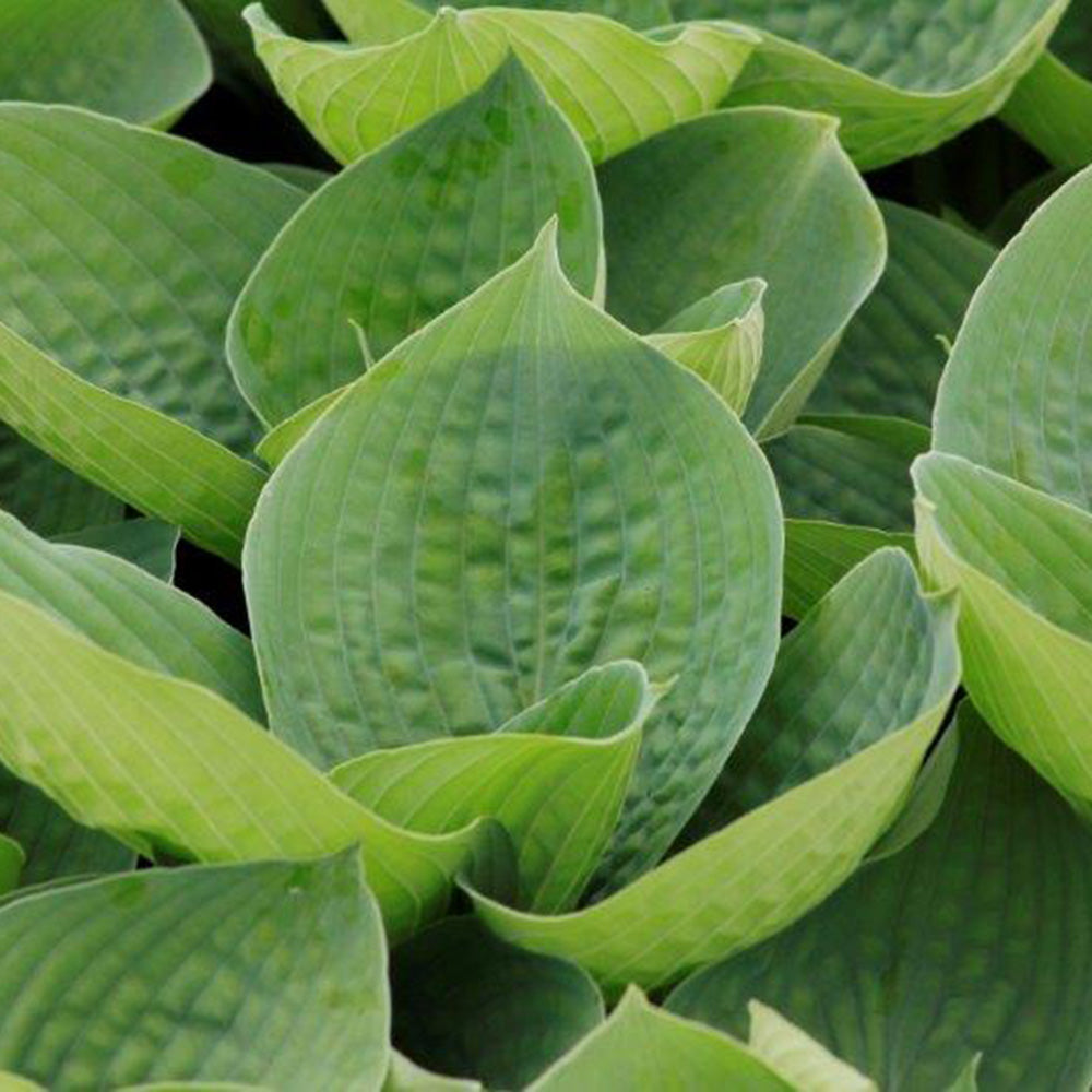 Hosta Big Daddy