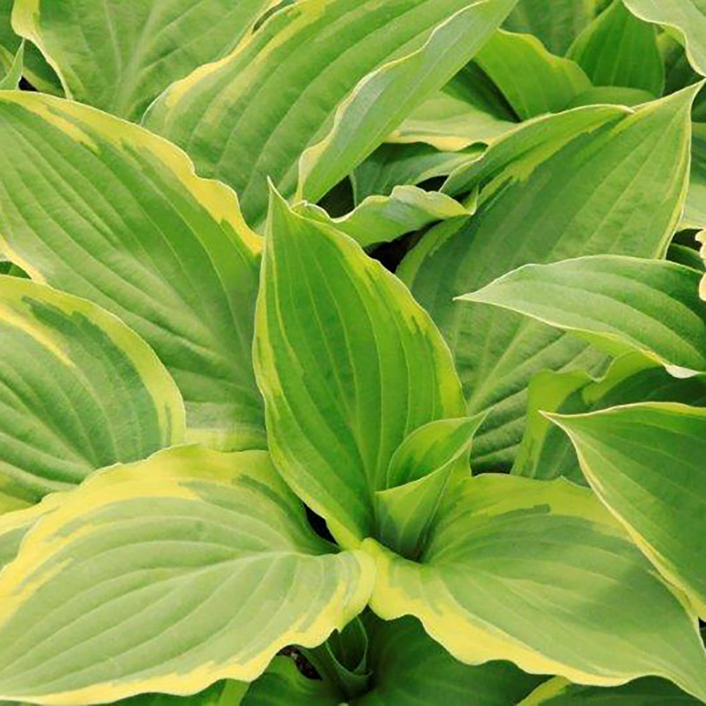 Hosta Blazing Saddles