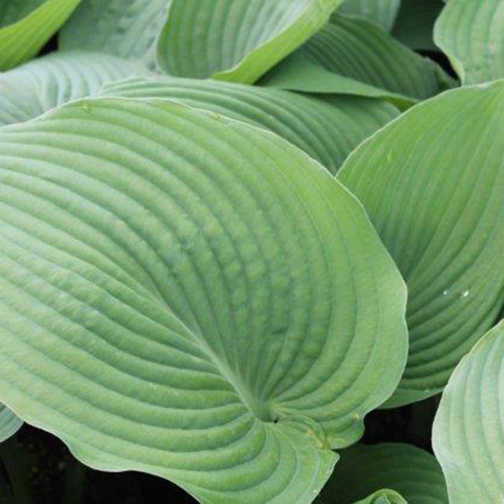 Hosta 'Blue Angel'
