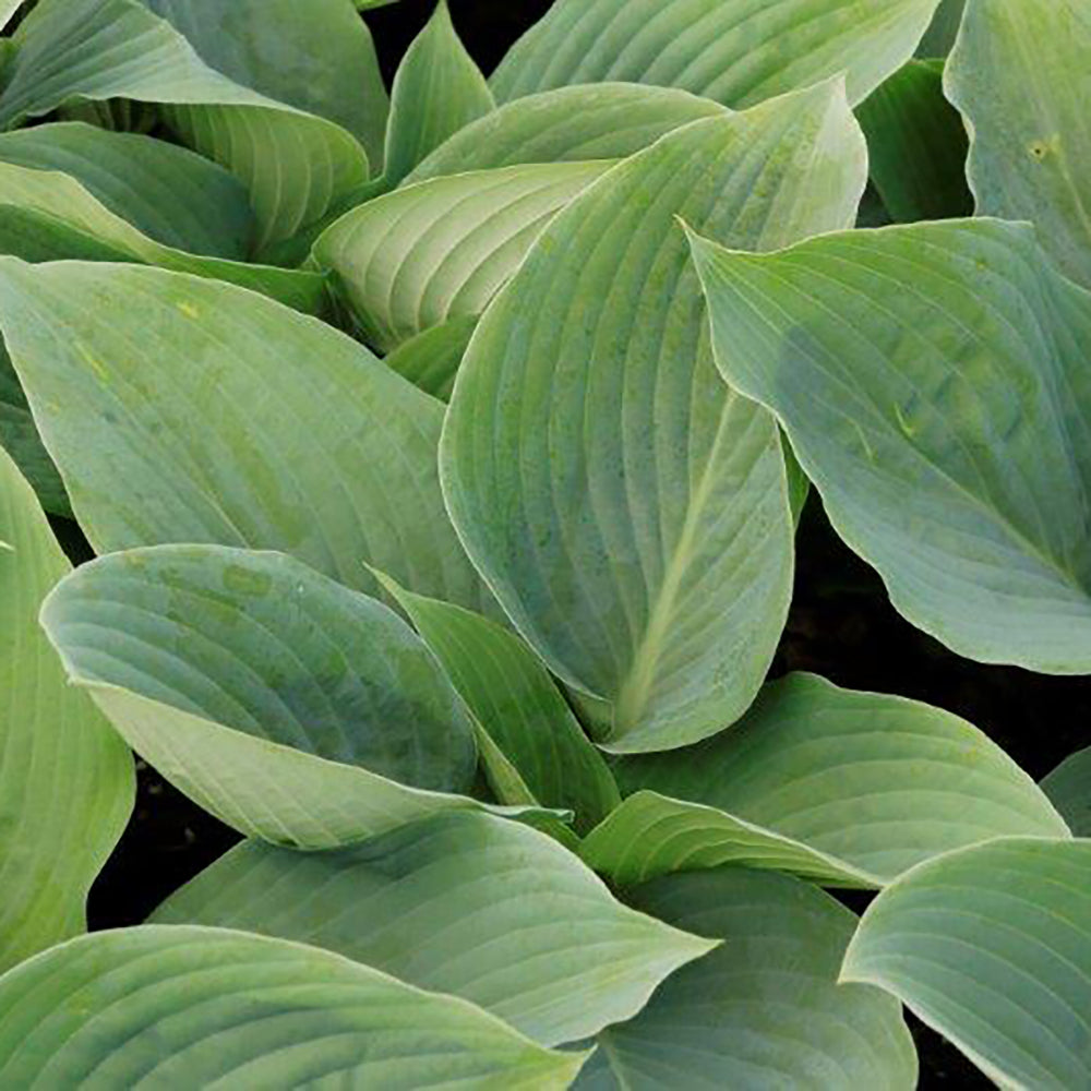 Hosta Blue Mammoth