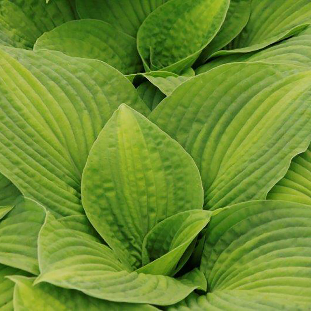 Hosta Brother Stefan