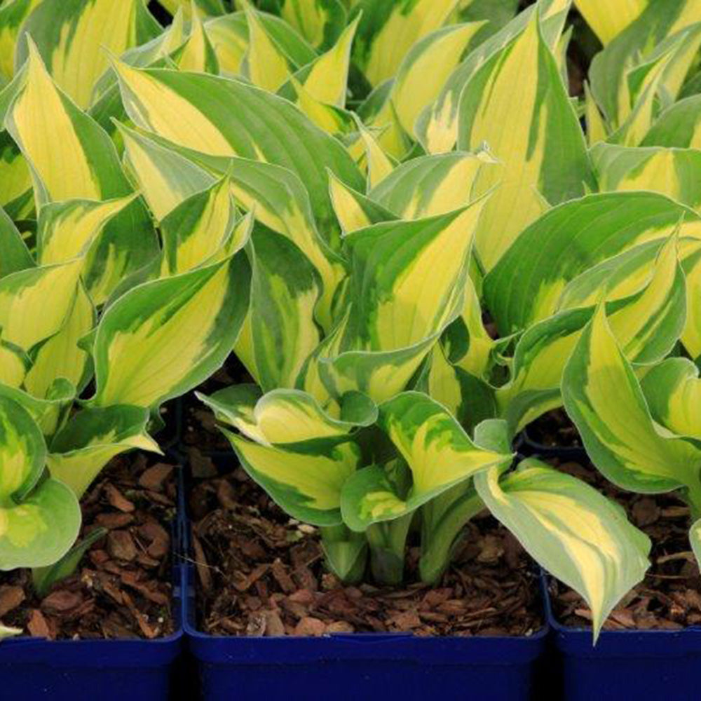 Hosta Coloured Hulk