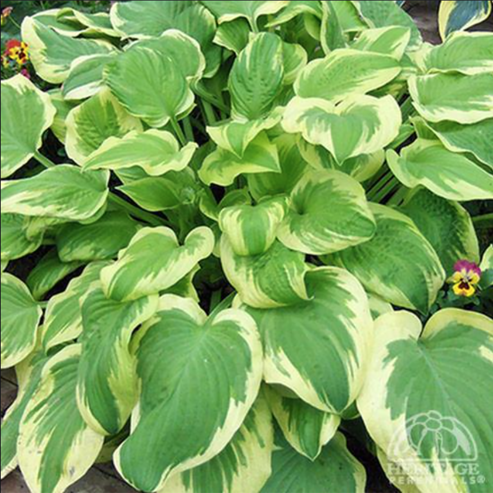 Hosta ‘Delta Dawn’