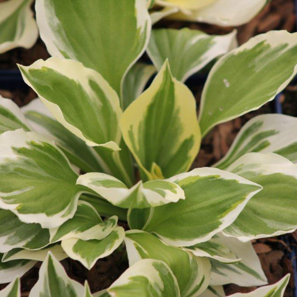 Hosta Diamonds Are Forever