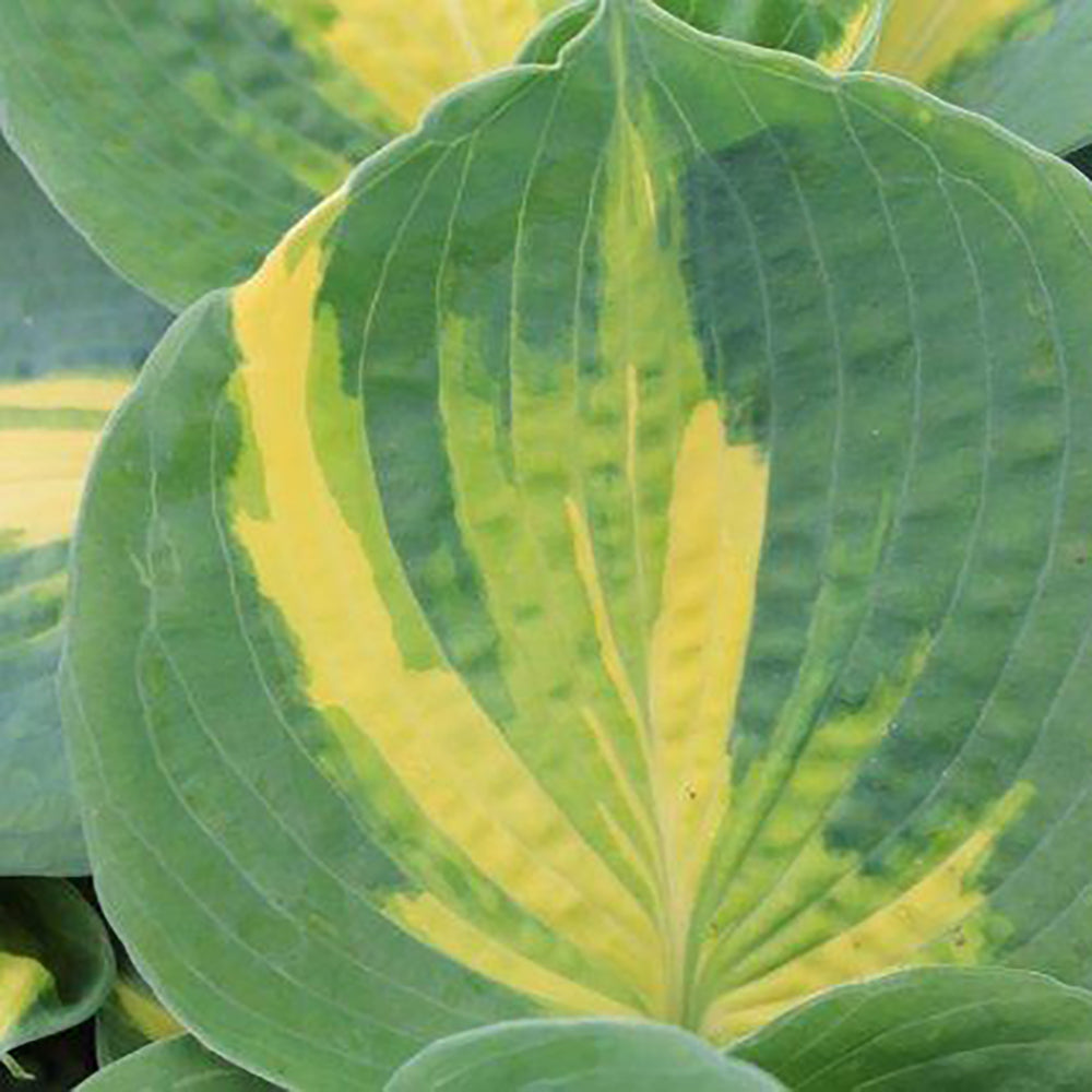 Hosta Dream Queen