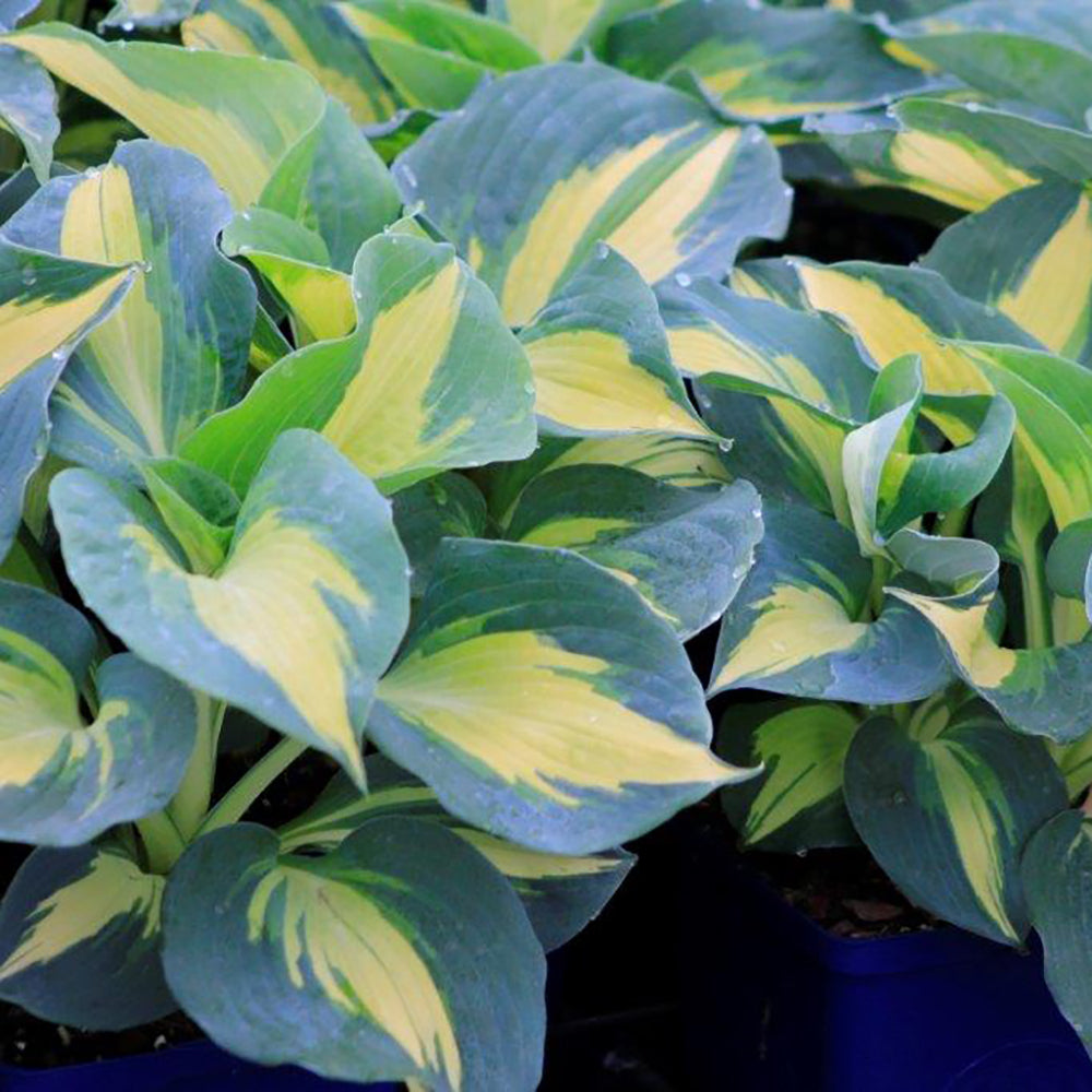 Hosta Dream Weaver