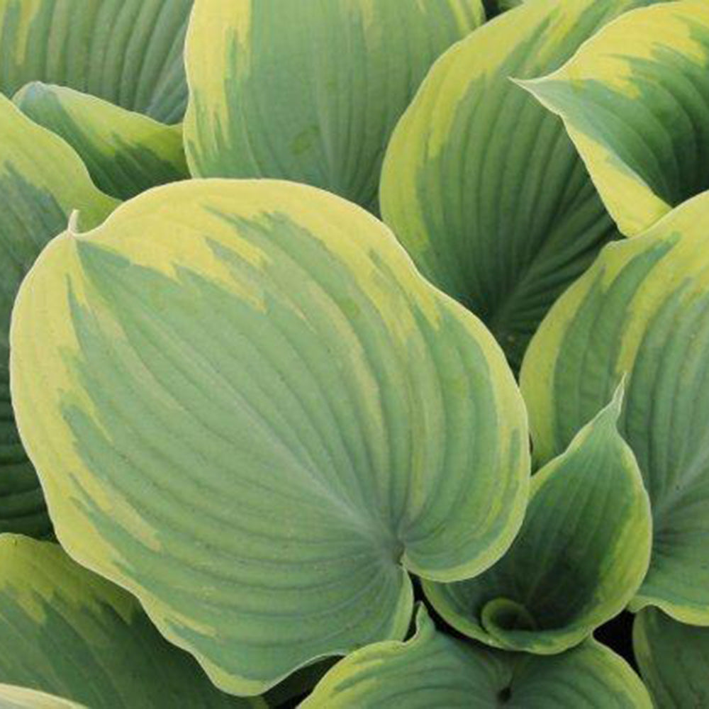 Hosta Earth Angel