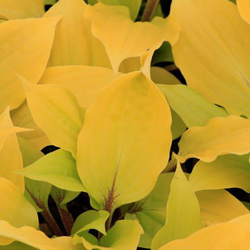 Hosta Fire Island